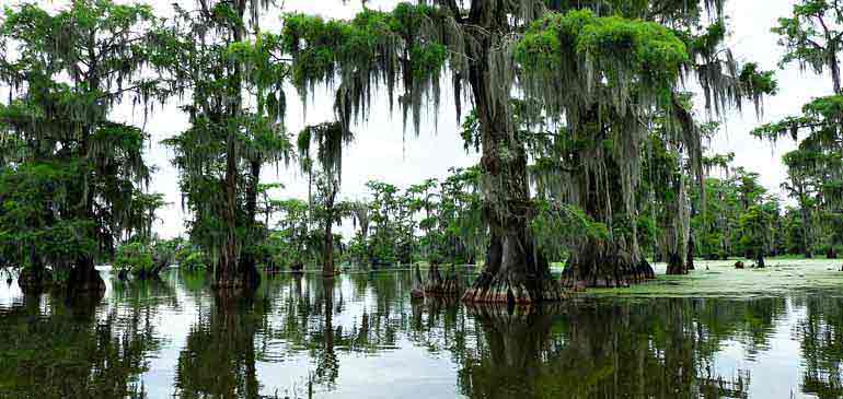 bayous Luisiana seguro de viaje AVI International