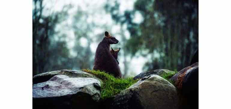 trabajar en la restauración en Australia
