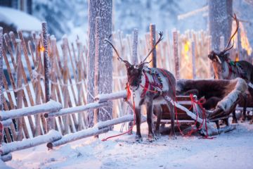 Laponie, finlande, rennes de traineau 