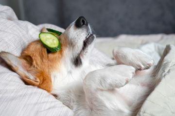 assurance voyage bien être 