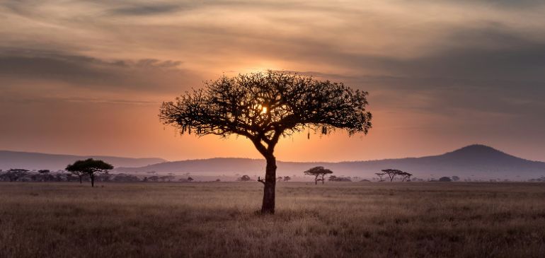 belle nature sauvage Tanzanie 