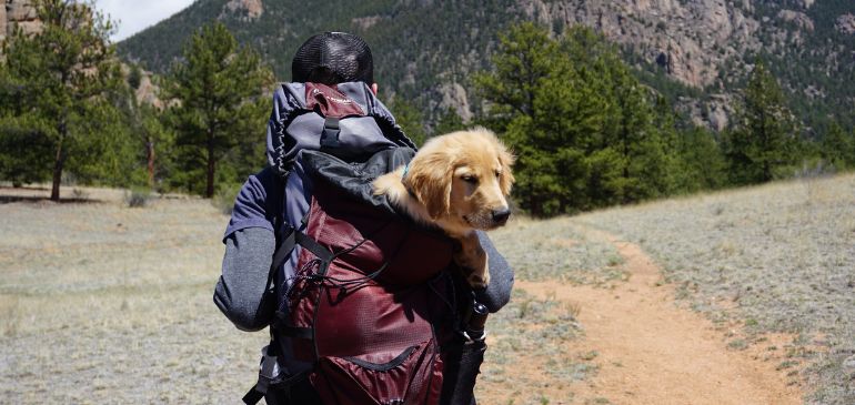 avoir un animal de compagnie lors de son voyage